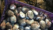 Dying Oceans: Abalone Restoration In California