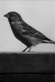 Sally the Sparrow 1945