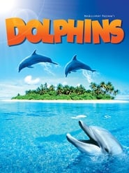 Dolphins постер