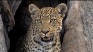 If I Were a Leopard