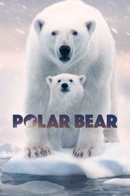 Imagen Osa Polar 2022