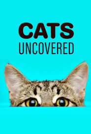 Коти без прикриття постер