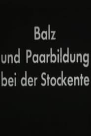 Poster Balz und Paarbildung bei der Stockente