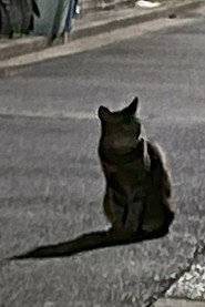 カノン 夏の夜の猫