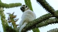A World of Thorns: Thorny Forest, Madagascar