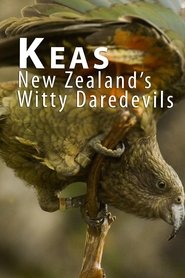 Poster Keas - New Zealand's Witty Daredevils 2015