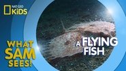 A Flying Fish