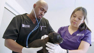 Episode 4: The Vet Mobile