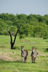 Amazing Wildlife of Botswana