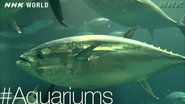 Too much tuna? [#Aquariums]