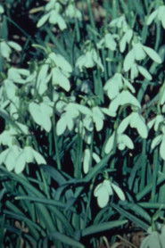 SPRING FLOWERS IN A SCOTTISH WOOD