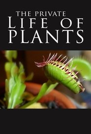 Poster The Private Life of Plants 1995