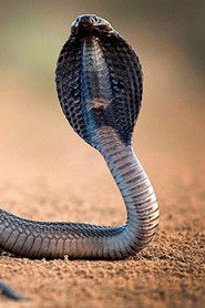 One Million Snake Bites (2011)