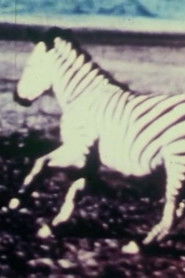 Poster The Struggle of the Meat 1974