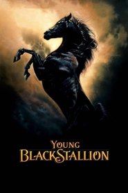 Poster van Young Black Stallion