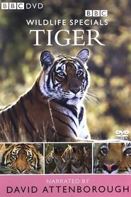 Poster Tiger: The Elusive Princess