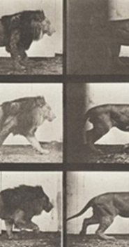 Lion Walking 1887