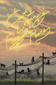 Cats Dreaming in a Foreign Place 2024 Aċċess Unlimited Ħieles