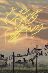 Cats Dreaming in a Foreign Place (2024)