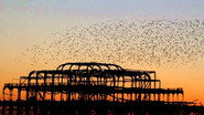 Swarm: Nature's Incredible Invasions