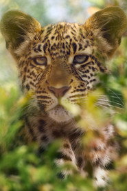 Animal poster