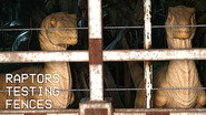 Raptors Testing Fences
