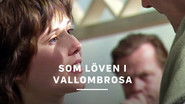 Som l&ouml;ven i Vallombrosa