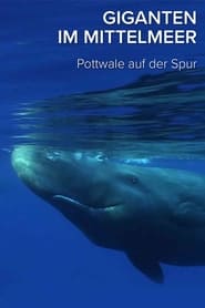 Giganten im Mittelmeer - Pottwalen auf der Spur