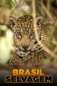 Brazil Untamed постер