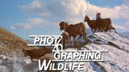 Photographing Wildlife