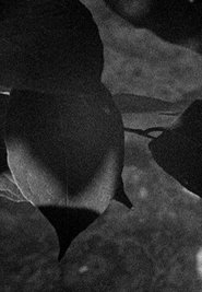 Poster Light Leaves 1978