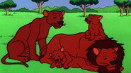 Safari