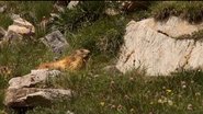 If I Were a Marmot
