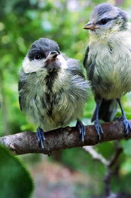 Superbirds - The Secret Life of Tits