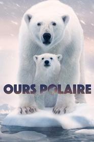 Ours polaire streaming