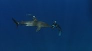 Diaries - Ocean Wanderers