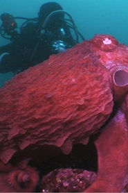 Animal Instincts - When Monsters Call - The Bizarre Water-World of Noto Peninsula, Japan 1970 Безплатен неограничен достъп