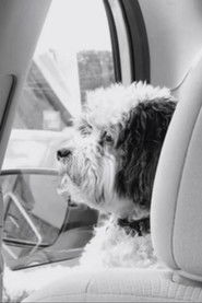 Mr. Trooper Goes to Dallas