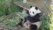 Real Life in the Zoo en streaming