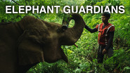 THE ELEPHANT MEN