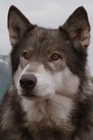 Jed as White Fang