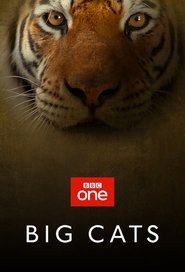 Big Cats Big Cats