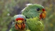 Tick Bites, Swift Parrot