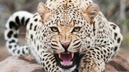Animal's Armory en streaming