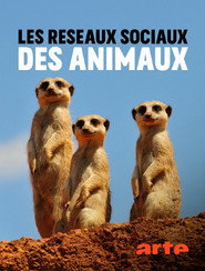 Poster Animal Social Network 2021