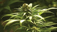 The Drug Wars still