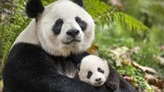 Disneynature: Born In China