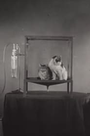 Äthersalivation und ihre Unterdrückung durch Atropin bei der Katze (1939)