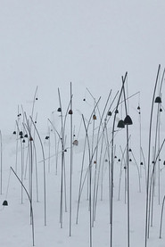 Poster Animitas blanc 2017