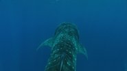 Ocean Deep